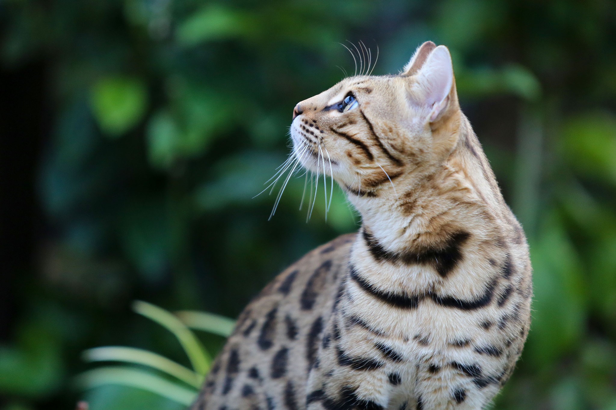 ide Premonition Lang Piramocats: Look Like The Wild – Look Like The Wild : Bengal Opdræt